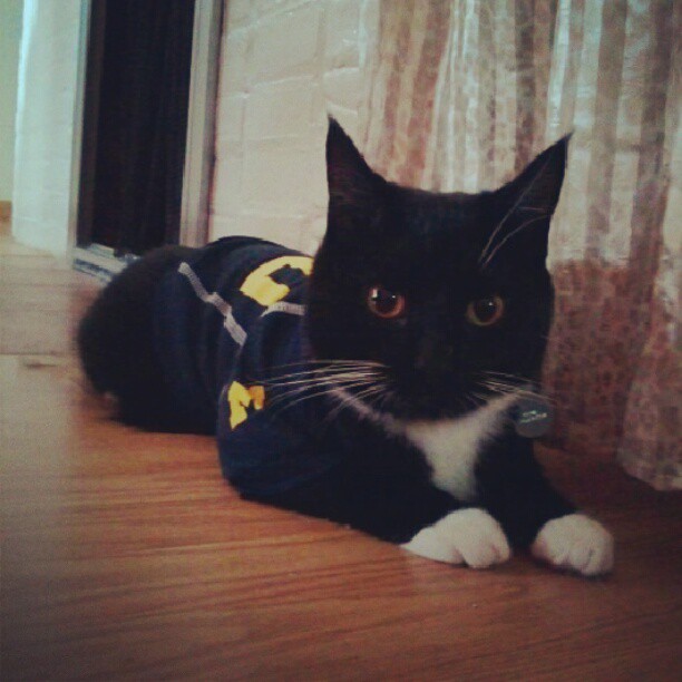 Killer kitten